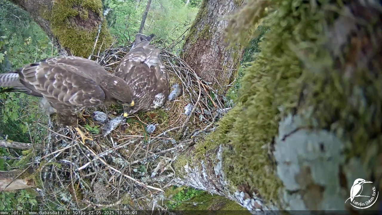 Melnās klijas (Milvus migrans) Kurzemē_ peļu klijāni (Buteo buteo) 12-25-41 screenshot