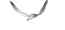 mouette