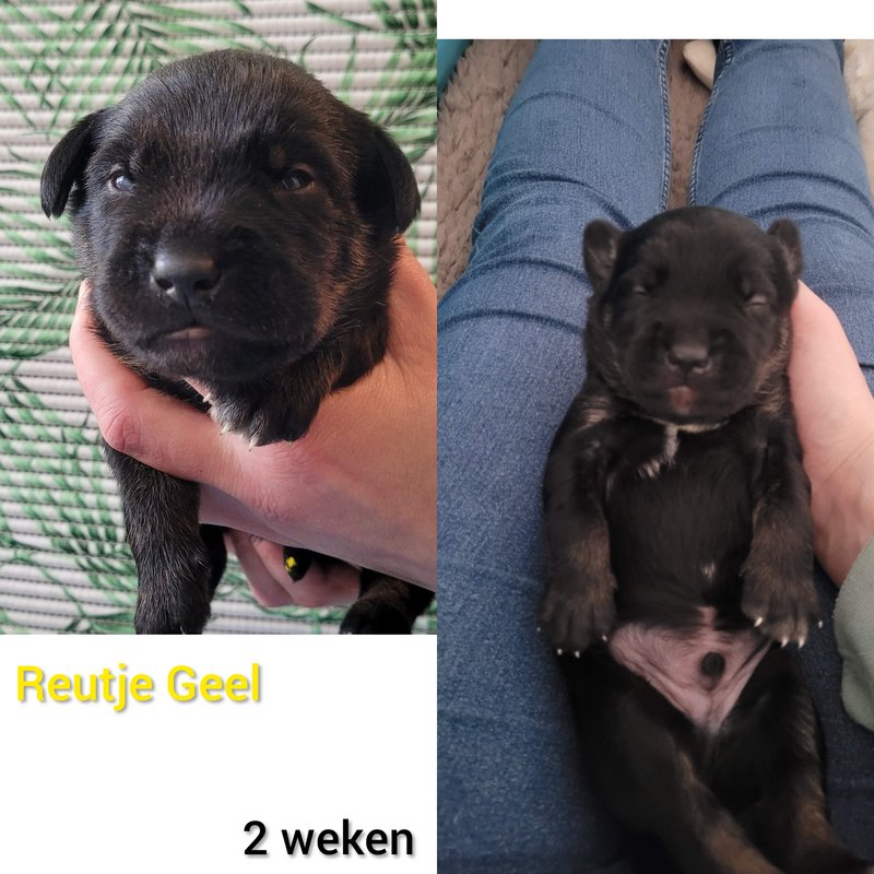 Afbeelding