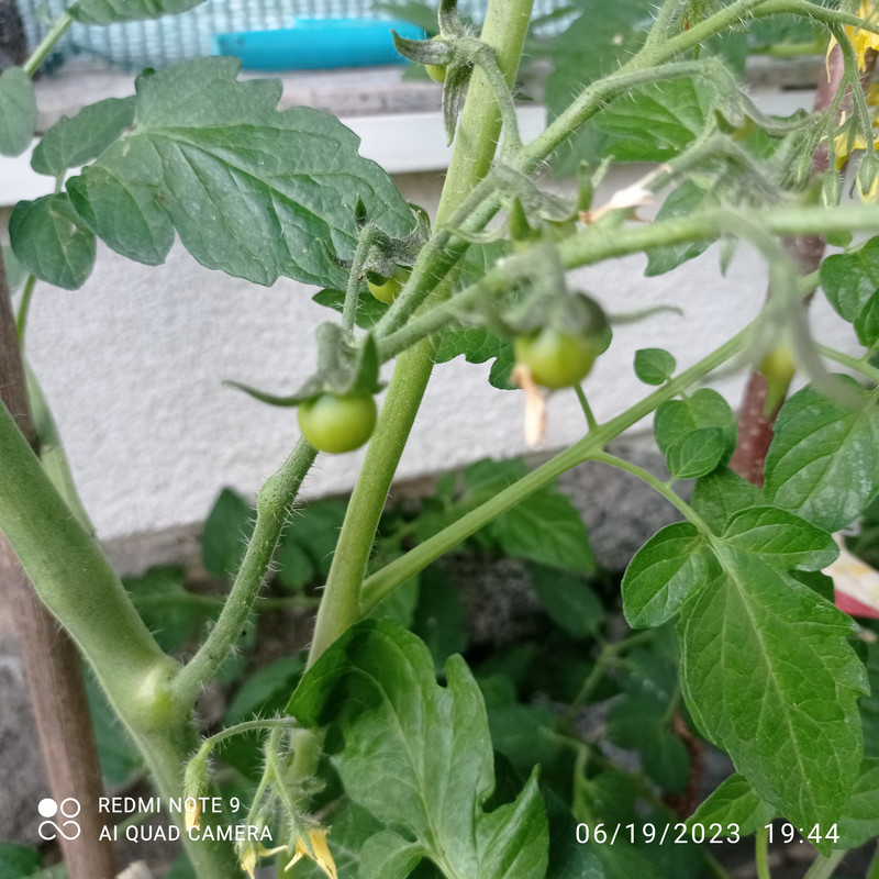 IMG_20230619_194424