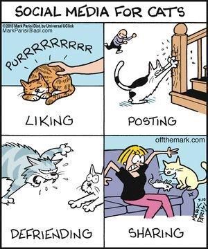 cat-social-media.jpg