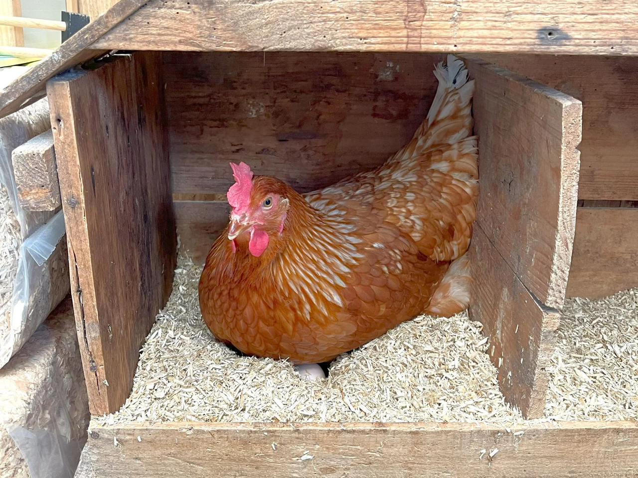 Hen in Nest Box