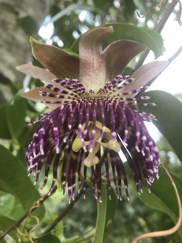 Passiflora nitida 4 2019