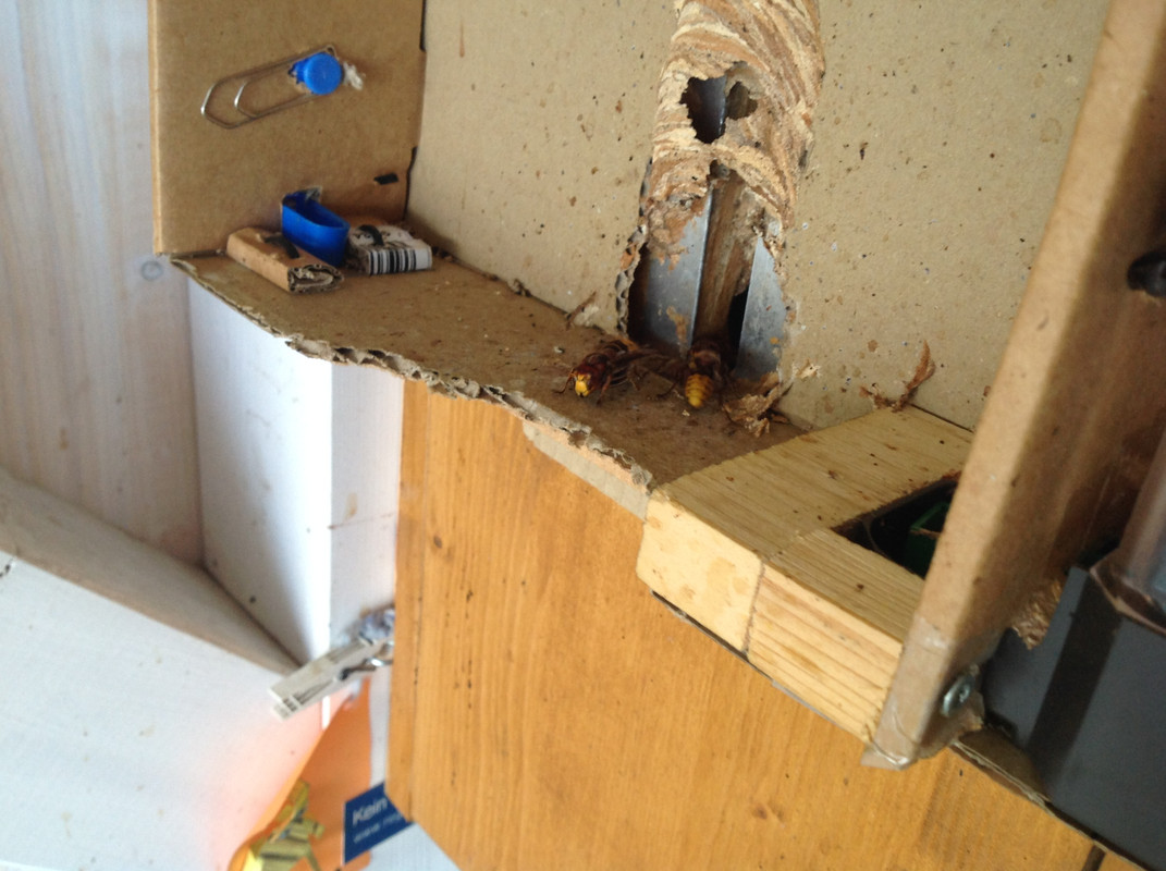 Vespa crarbo germana 29.Oktober 2015 (2)