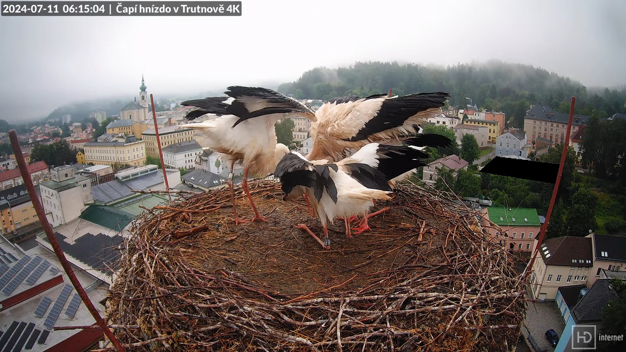 Tiešraidē no stārķa ligzdas uz alus darītavas skursteņa Trutnovā 6-42-24 screenshot
