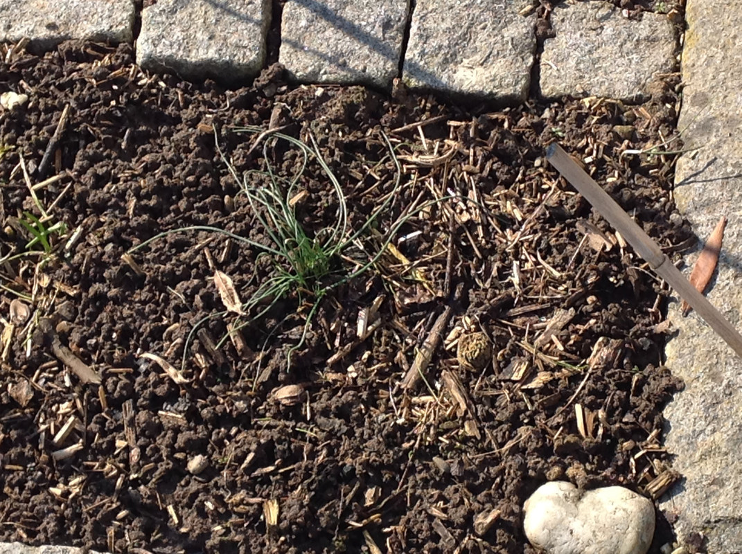 Garten Februar 12.02.2015 13 Uhr (10)