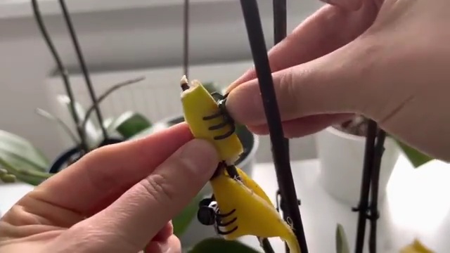 [Image: TUIN-ORCHIDEE-STEK-BANAANSCHIL-WATER-SAP4.jpg]