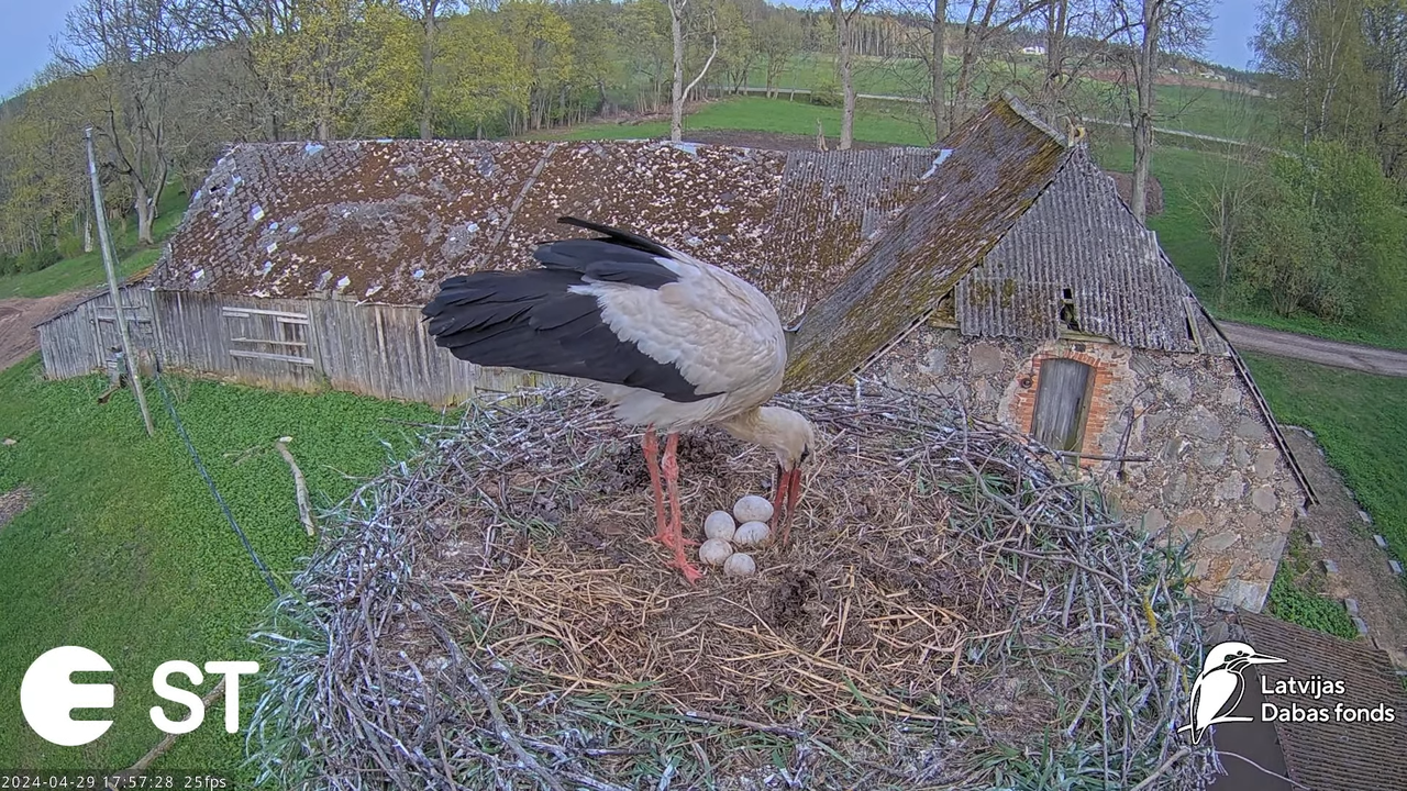Baltie stārķi (Ciconia ciconia) Tukuma novadā - LDF tiešraide __ White storks in Tukums, Latvia 10-4