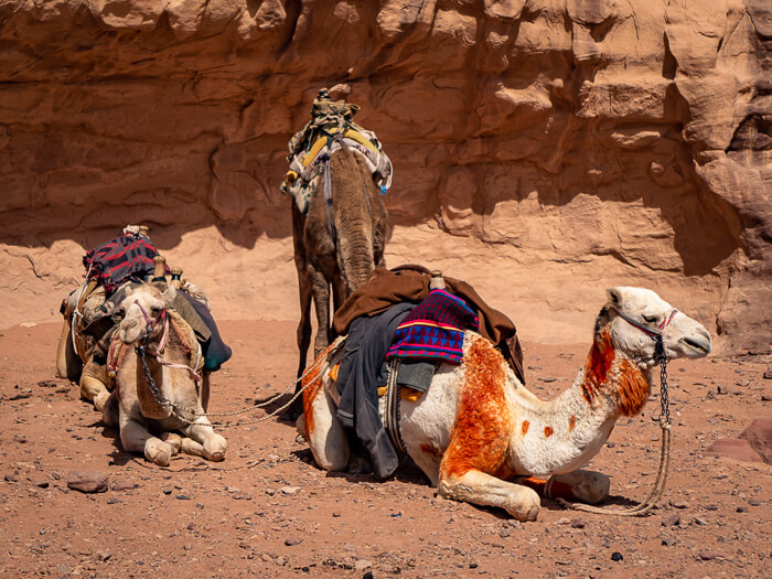 Wadi Rum camels