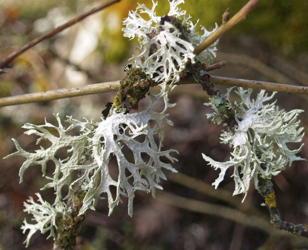 Evernia prunastri L12 (Sabinar de Crémenes, 30 de marzo de 2013) Foto 1