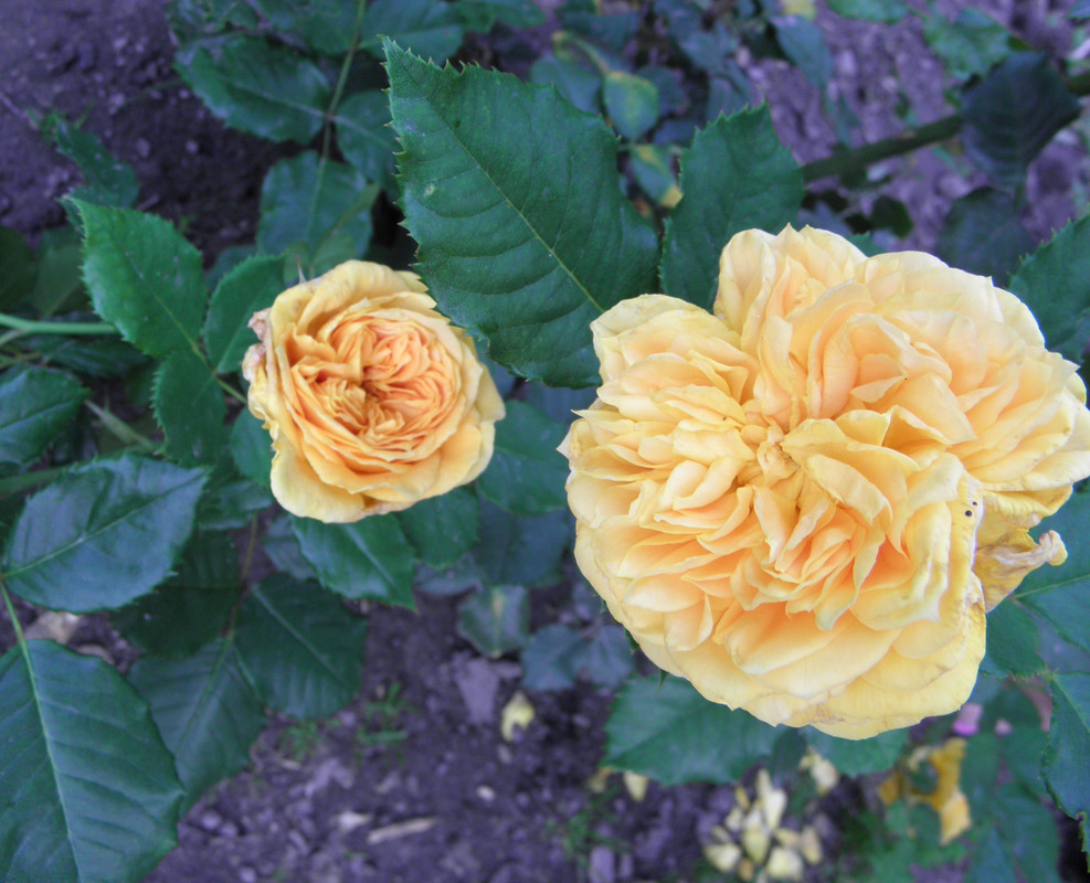 P7270035