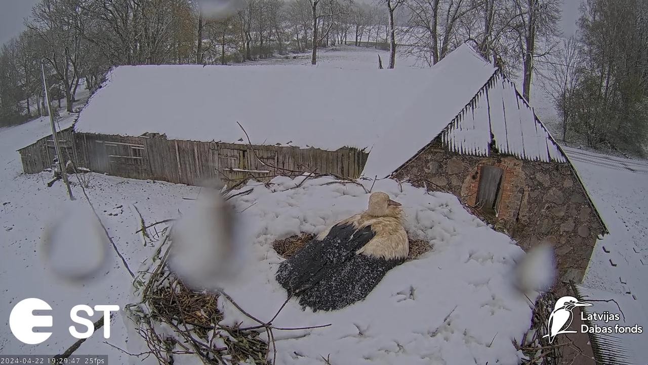 Baltie stārķi (Ciconia ciconia) Tukuma novadā - LDF tiešraide __ White storks in Tukums, Latvia 13-9