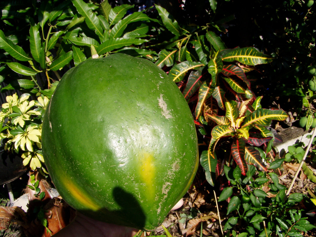 P1010200
