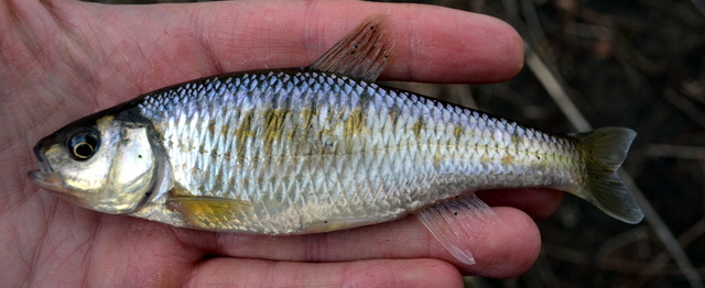 common_shiner