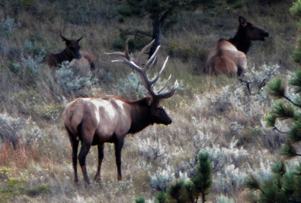 bulls 018 (2)