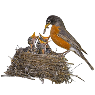 resized_Robin_feeding_babies