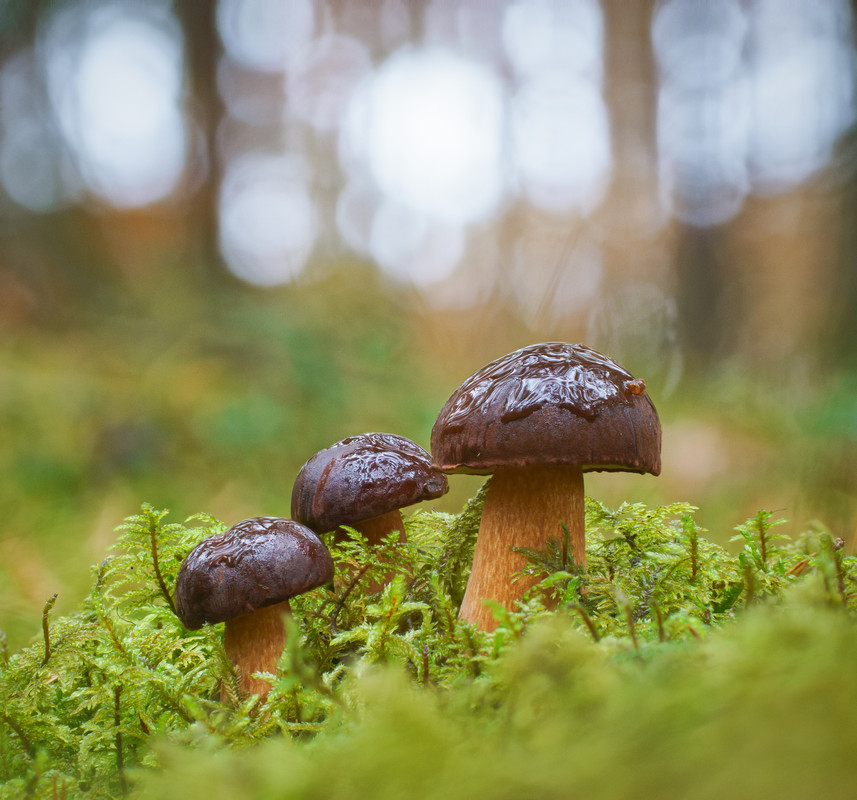 2024-10-29 20-51-54 (B,R8,S4)-Editz-3