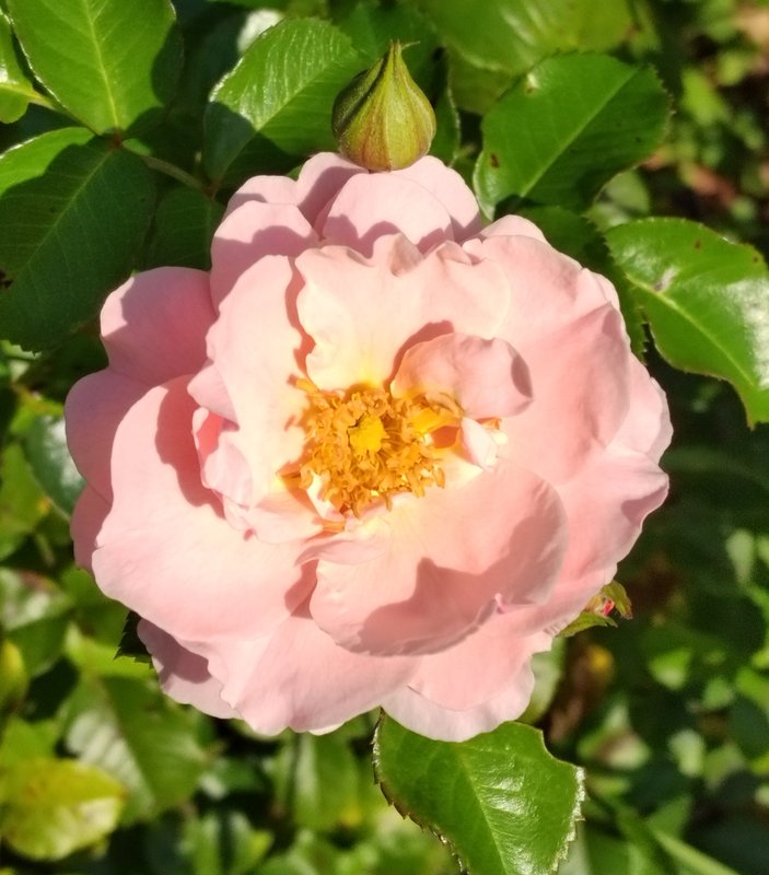 https://i.postimg.cc/8CFQGkm6/016-IMG-20240918-115249-edit-281529509353280.jpg