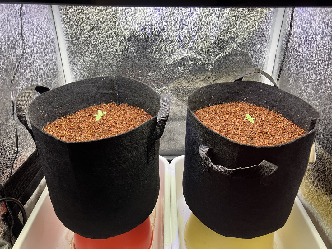 IMG_1163(marzo 15 2023)