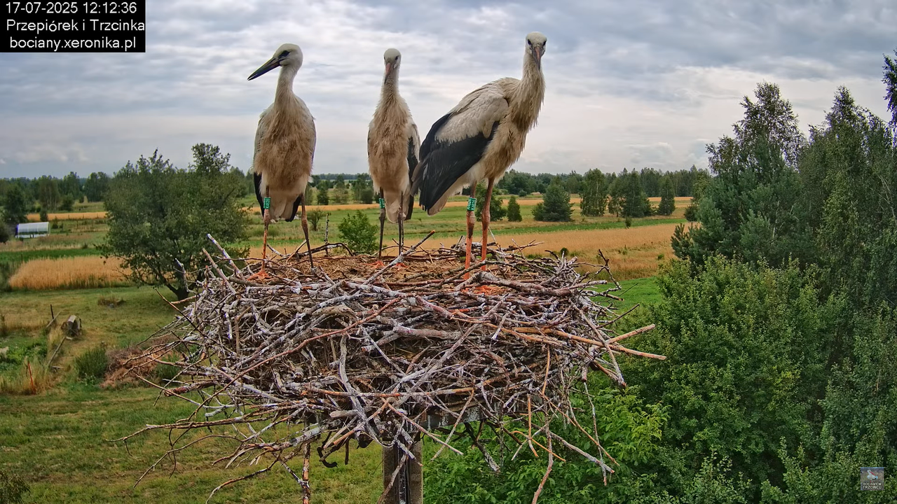 17072025bociany36