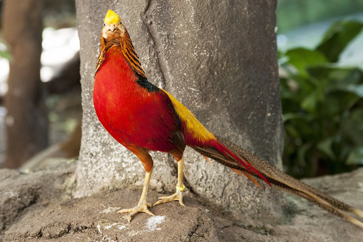 red-strange-bird-4797589-1280.jpg