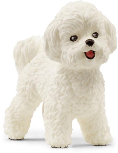 13 - Bichon Frisé