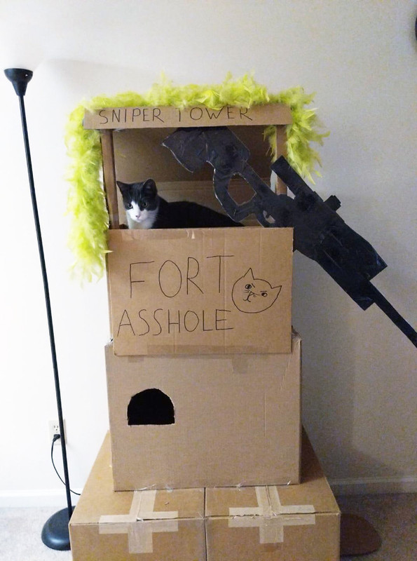 cat-forts4.jpg