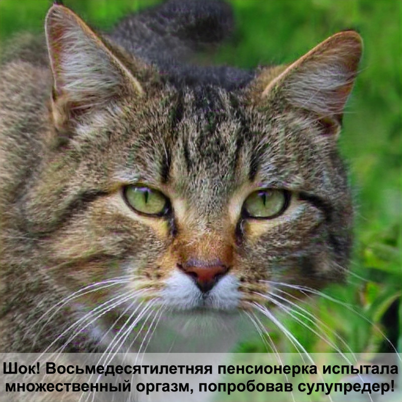 пушистые коты