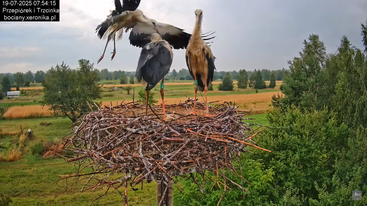 19072025bociany15