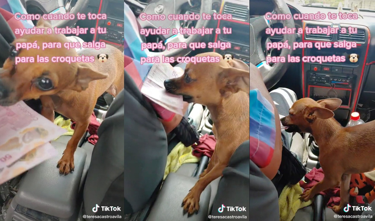 Perro trabajador, ayuda a su dueño taxista a cobrar