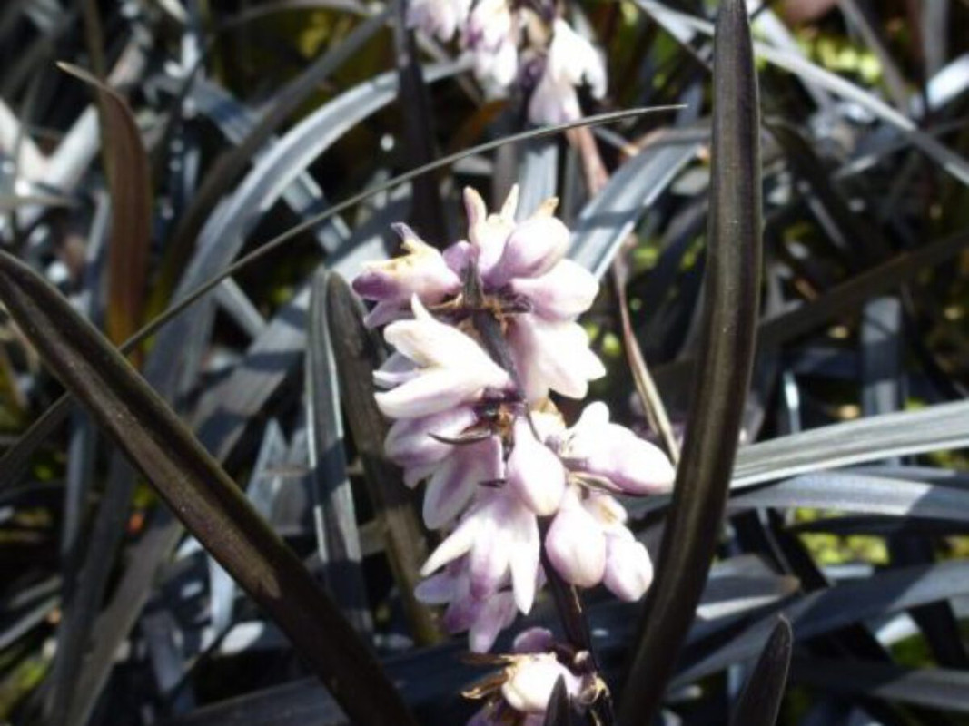 Ophiopogon-planiscapus-Niger1-1200x900.jpg