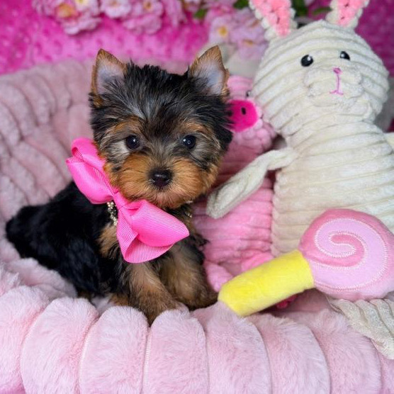 Ruby Red Yorkie