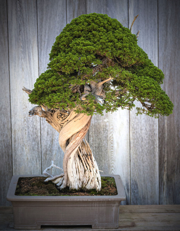 [Image: bonsai_10amm.jpg]