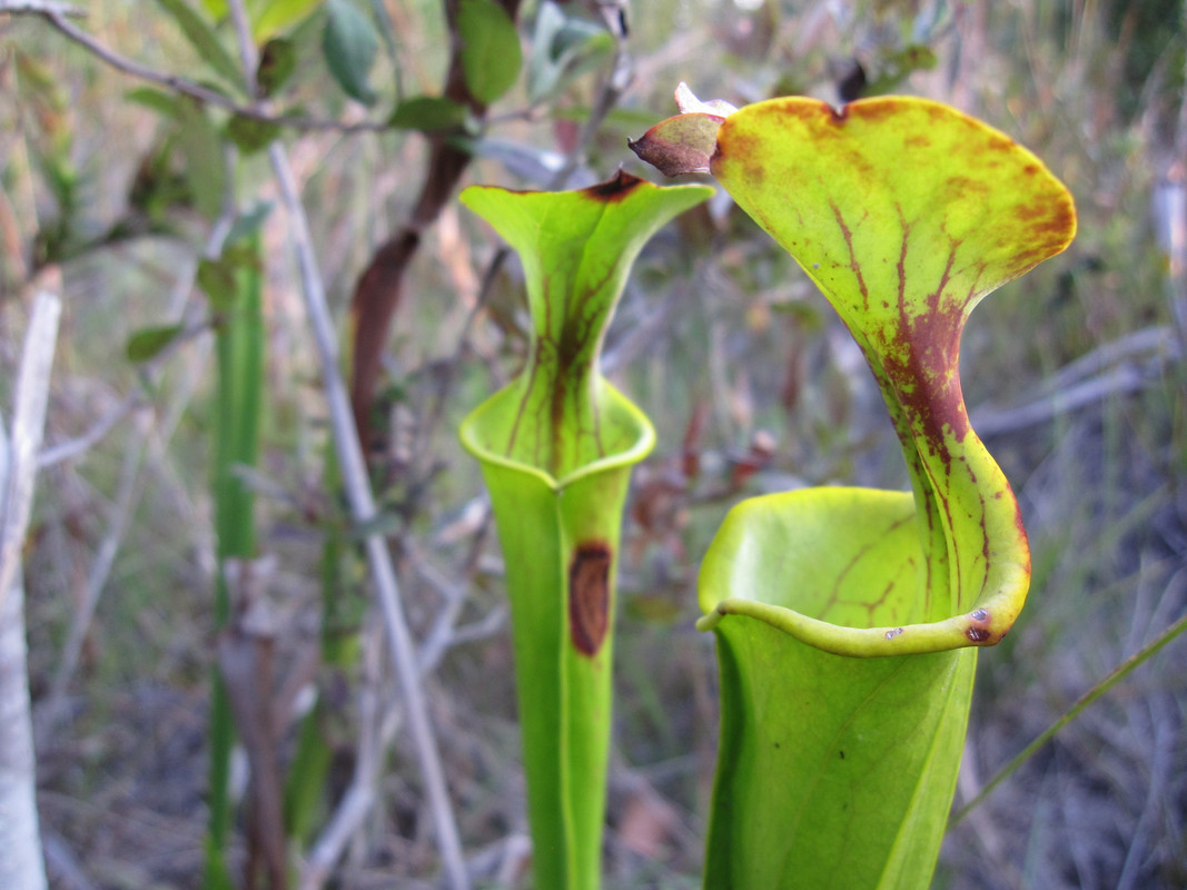 wild site, 2011 (pre-destruction)