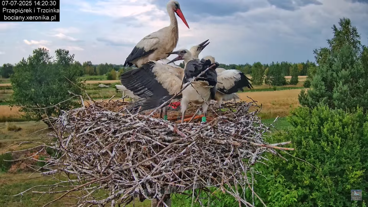 07072025bociany39