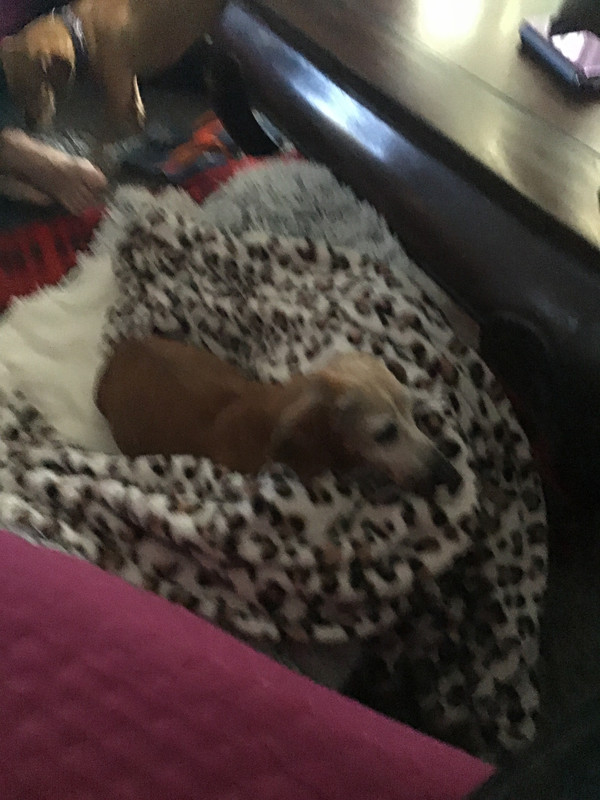 [Image: 8-FBA2-C2-B-6948-4-EDC-AA41-3-F408-A4-BC95-B.jpg]