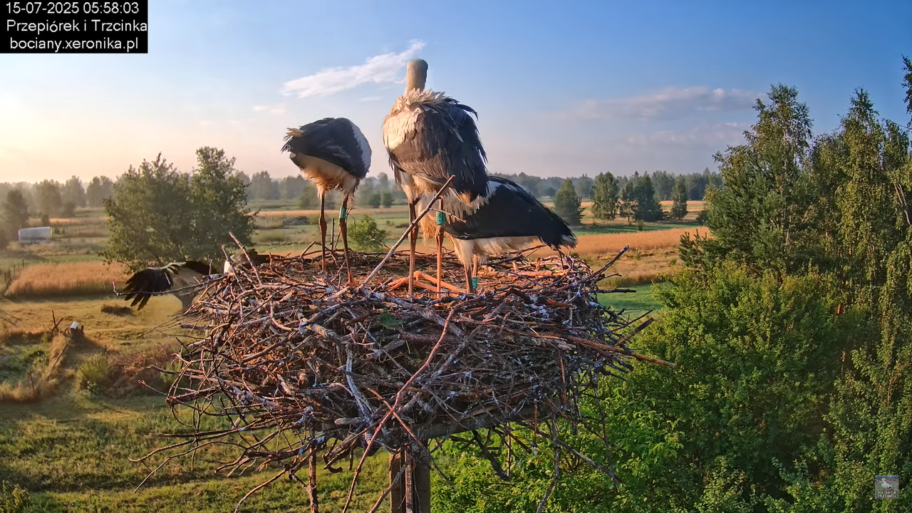 15072025bociany7