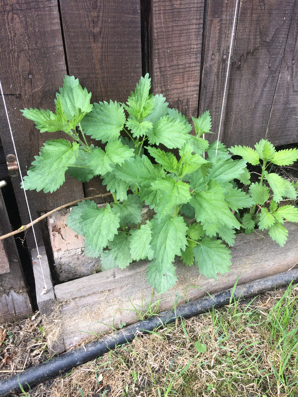 F9A9F812-9585-4A05-BEE2-AEE3FB198238