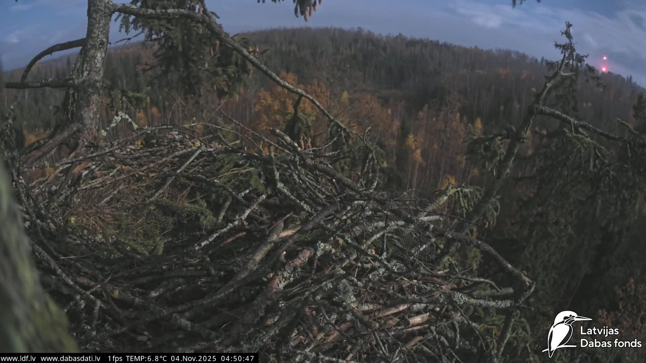 Juras ergli Haliaeetus albicilla Durbe 12 49 10 screenshot