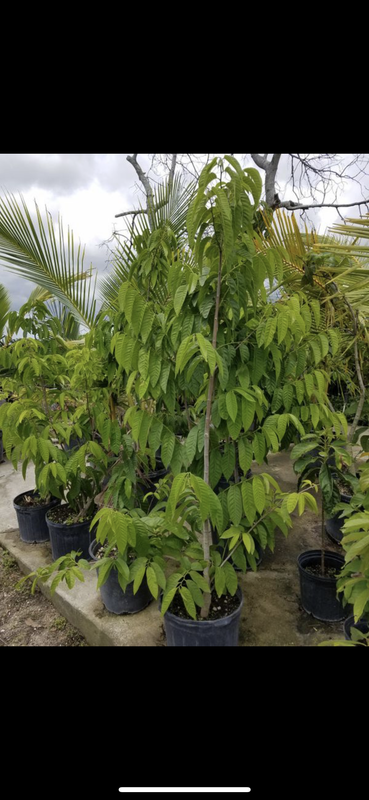 99954DD3-F5BC-4E61-B41D-0620BDC685A5