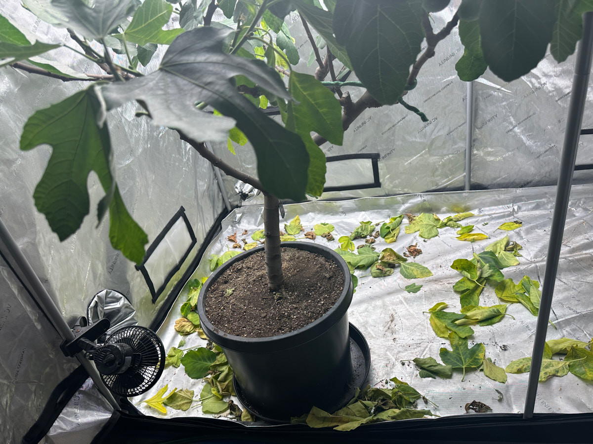 leaves-drop.jpg
