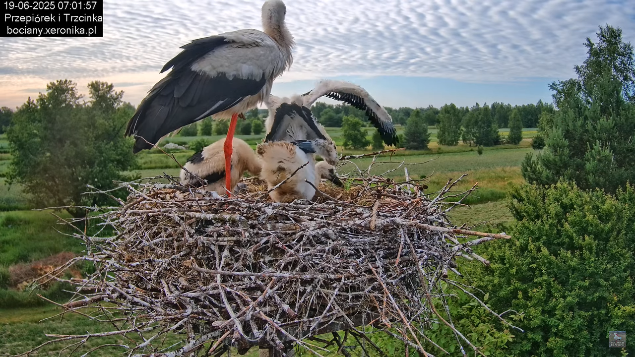 19062025bociany15