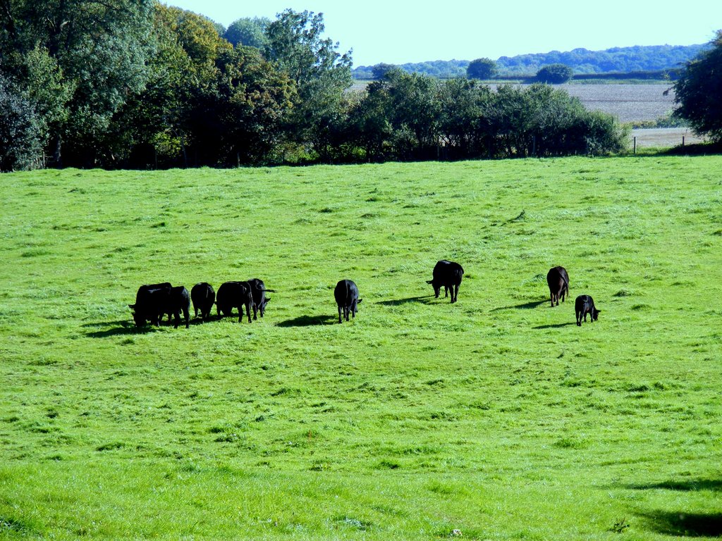 black-cows.jpg