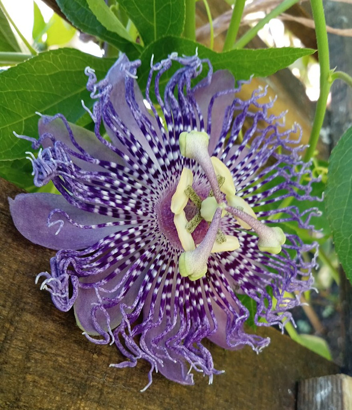 IMG_20250630_095501525