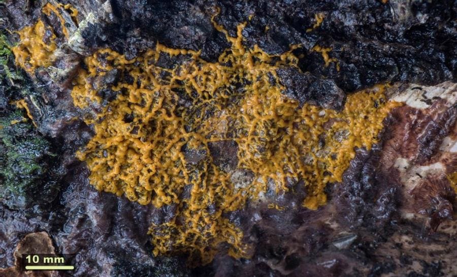 Интересные факты о Badhamia utricularis - грибе, который умеет думать Интересные факты о Badhamia utricularis - грибе, который умеет думать