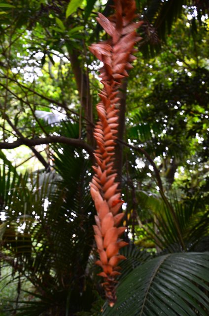 JARDIN BOTANICO JOSE DO CANTO-9-7-2014 - Portugal y sus pueblos-1996/2024 (12)
