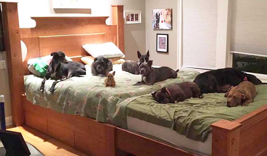 [Image: chien-lit-pour-chien.jpg]