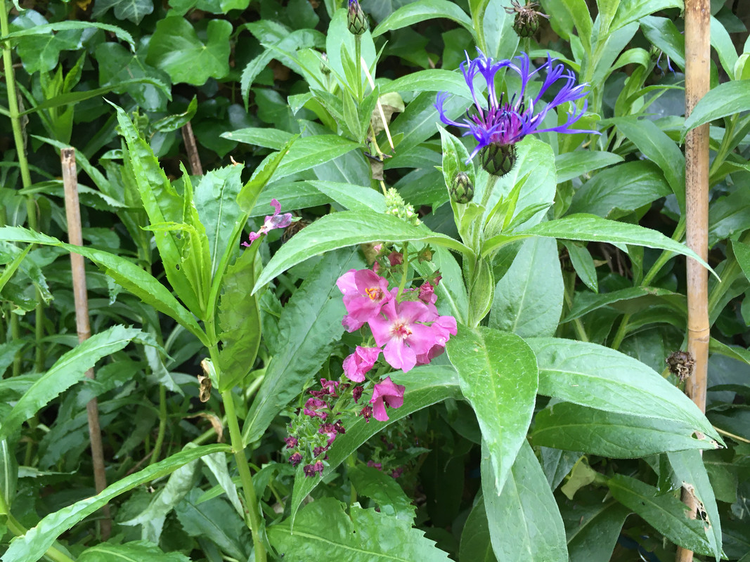 531A6A24-D443-4074-829B-C36FD2326F1C