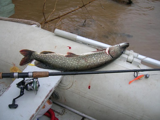 Выбор спиннинга для джига с лодки для нормальной