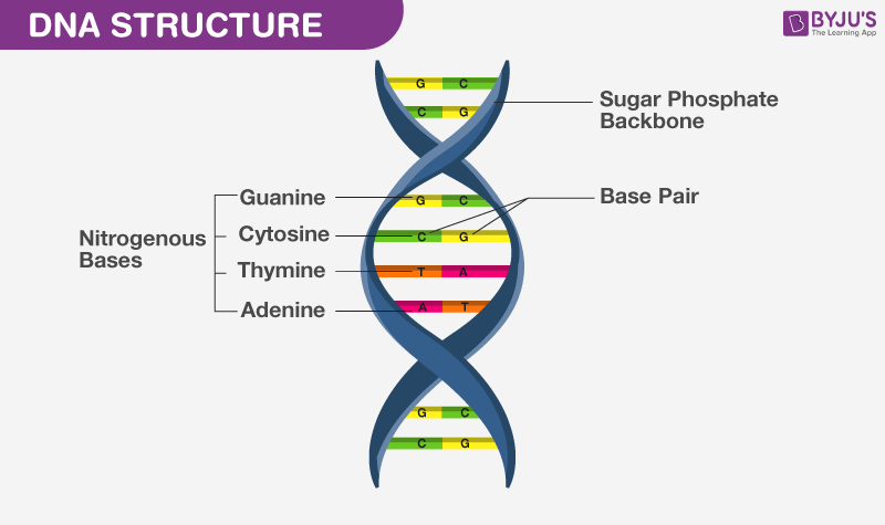 DNA-Structure1